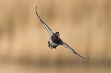 Tufted Duck (Aythya fuligula) Somerset Düzey, Somerset, İngiltere 'de bir lagünün üzerinden uçuyor.. 