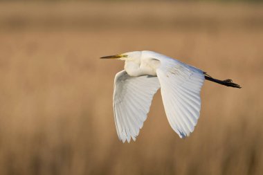 Büyük Beyaz Akbalıkçıl (Ardea alba) Somerset Düzey, İngiltere 'de sazlıklar üzerinde uçar.