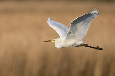 Büyük Beyaz Akbalıkçıl (Ardea alba) Somerset Düzey, İngiltere 'de sazlıklar üzerinde uçar.