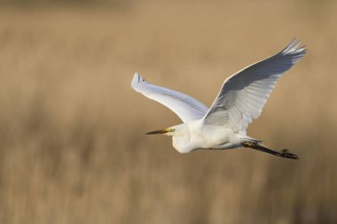 Büyük Beyaz Akbalıkçıl (Ardea alba) Somerset Düzey, İngiltere 'de sazlıklar üzerinde uçar.