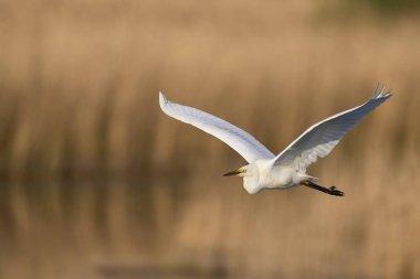Büyük Beyaz Akbalıkçıl (Ardea alba) Somerset Düzey, İngiltere 'de sazlıklar üzerinde uçar.