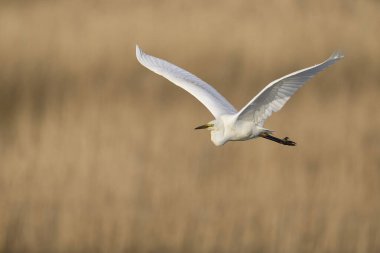 Büyük Beyaz Akbalıkçıl (Ardea alba) Somerset Düzey, İngiltere 'de sazlıklar üzerinde uçar.