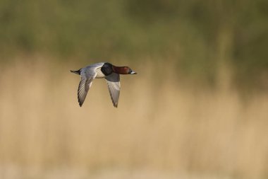 Pochard (Aythya ferina) Somerset Levels, Somerset, İngiltere üzerinde uçuyor.    