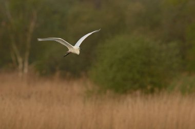 Büyük Beyaz Akbalıkçıl (Ardea alba) Somerset Düzey, İngiltere 'de sazlıklar üzerinde uçar.