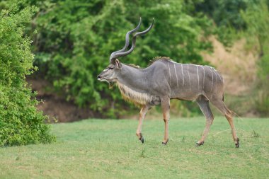 Büyük Erkek Büyük Kudu (Tragelaphus strepsiceros) Güney Luangwa Ulusal Parkı, Zambiya 'da ağaçlık bir alanda yiyecek arıyor.