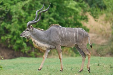 Büyük Erkek Büyük Kudu (Tragelaphus strepsiceros) Güney Luangwa Ulusal Parkı, Zambiya 'da ağaçlık bir alanda yiyecek arıyor.