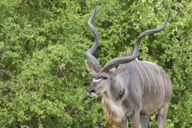 Büyük Erkek Büyük Kudu (Tragelaphus strepsiceros) Güney Luangwa Ulusal Parkı, Zambiya 'da ağaçlık bir alanda yiyecek arıyor.
