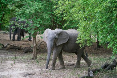 Afrika Fil Sürüsü (Loxodonta africana) Güney Luangwa Ulusal Parkı, Zambiya 'da ağaçlık bir alanda    