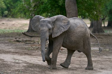 Afrika Fil Sürüsü (Loxodonta africana) Güney Luangwa Ulusal Parkı, Zambiya 'da ağaçlık bir alanda    
