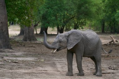 Afrika Fil Sürüsü (Loxodonta africana) Güney Luangwa Ulusal Parkı, Zambiya 'da ağaçlık bir alanda    