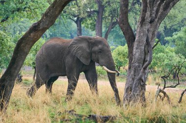 Güney Luangwa Ulusal Parkı, Zambiya 'da büyük bir Afrika fili (Loxodonta africana).    