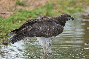 Martial Eagle (Polemaetus bellicosus) Güney Luangwa Ulusal Parkı, Zambiya 'daki bir su havuzundan su içmektedir.