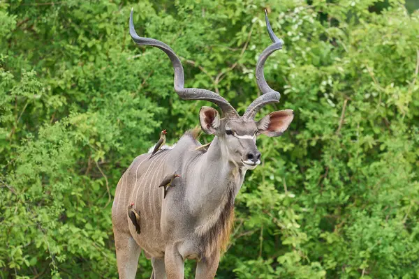 Büyük Erkek Büyük Kudu (Tragelaphus strepsiceros) Güney Luangwa Ulusal Parkı, Zambiya 'da ağaçlık bir alanda yiyecek arıyor.