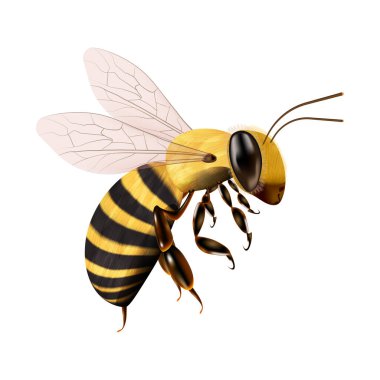 Bal Arısı Simgesi, Beyaz Arka plan 'da tecrit edildi. Gerçekçi Kraliçe Bal Arısı Tasarım Şablonu. Vektör İllüstrasyonu EPS 10.