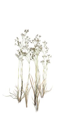 tall grass isolated on white background 3d illustration