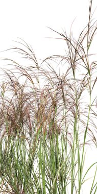 tall grass isolated on white background 3d illustration 