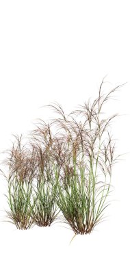 tall grass isolated on white background 3d illustration