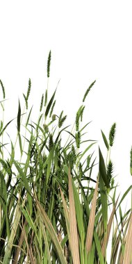 tall grass isolated on white background 3d illustration