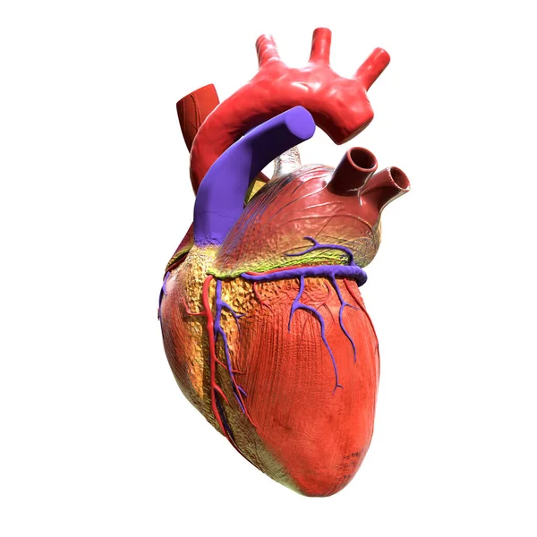 Людське Серце Ізольоване Білому Тлі Ілюстрація — стокове фото