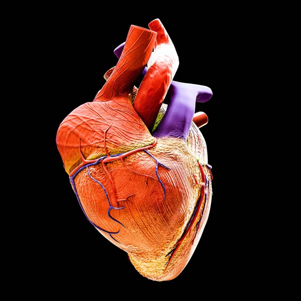 stock image human heart isolated on black background 3d illustration