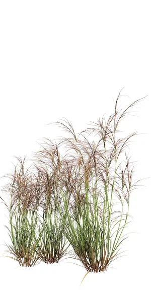 背の高い草が白い背景に隔離された3Dイラスト — ストック写真