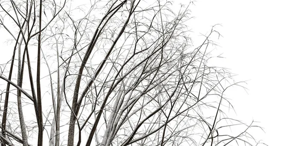 Gałęzie Drzewa Odizolowane Białym Tle Ilustracja — Zdjęcie stockowe