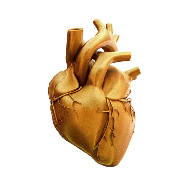 Human Heart Isolated White Background Illustration — Photo