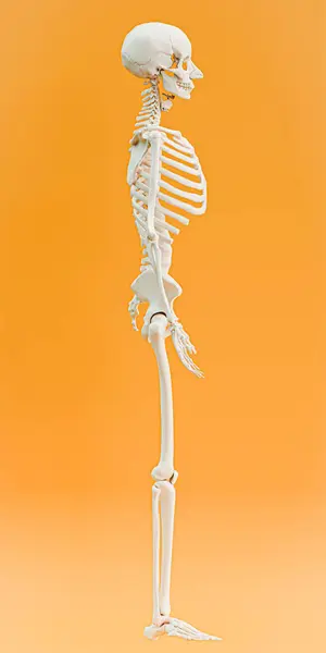 Esqueleto Aislado Sobre Fondo Naranja Ilustración — Foto de Stock