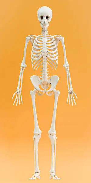 Skelett Isolerat Orange Bakgrund Illustration — Stockfoto