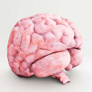 Beyaz arka planda izole edilmiş insan beyni 3 boyutlu illüstrasyon 