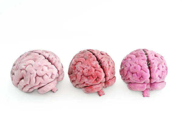 Beyaz Arka Planda Izole Edilmiş Insan Beyni Boyutlu Illüstrasyon — Stok fotoğraf