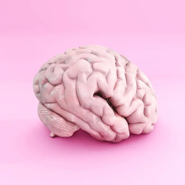 Cerebro Aislado Sobre Fondo Rosa Ilustración Imagen de archivo