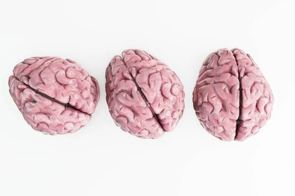 Cerebros Humanos Aislados Sobre Fondo Blanco Ilustración Imagen de archivo