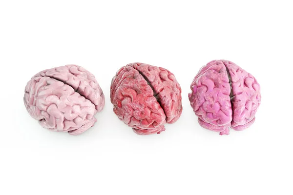 Ludzki Mózg Izolowany Białym Tle Ilustracja Obraz Stockowy
