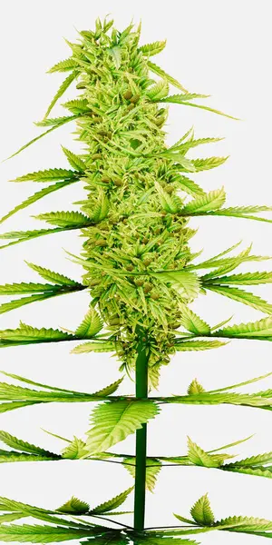 Marihuana Pflanze Isoliert Auf Weißem Hintergrund Illustration Stockfoto