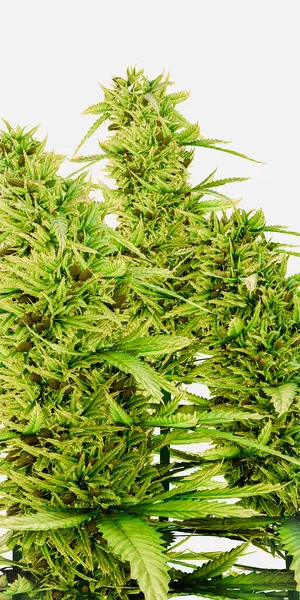 Marihuana Pflanze Isoliert Auf Weißem Hintergrund Illustration lizenzfreie Stockbilder
