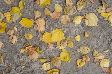 Beton yolda sarı sonbahar yaprakları, üst manzara.