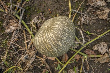 Kabocha balkabağı, çiftlikte, üst manzara, yakın plan..