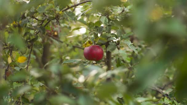 Een Rode Appel Een Appelboom Close — Stockvideo