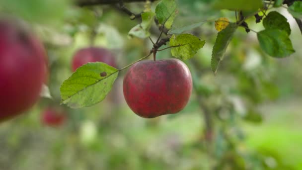 リンゴの木の上の赤いリンゴ クローズアップ — ストック動画