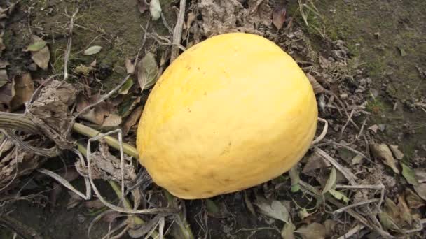 黄色南瓜 在农场 — 图库视频影像