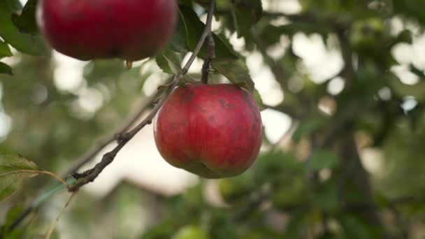 Een Rode Appel Een Appelboom Close — Stockvideo