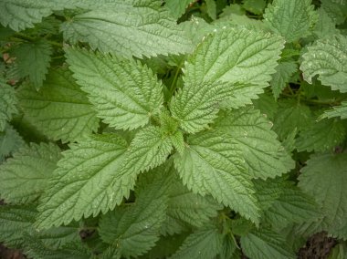 Isırgan otu, yakın plan, üst manzara.