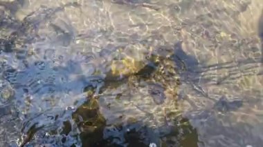 Güneşli bir bahar gününde, kumlu tabanı olan, ormandaki bir dağ deresinin temiz kaynak suyuna yakın çekim..