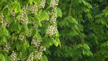 Acı kestane çiçekleri, kestane ağaçlı arka plan.