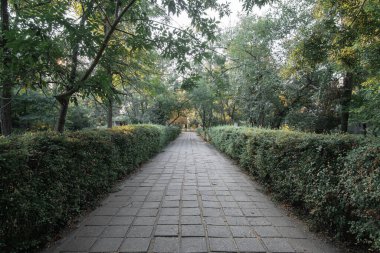 Parktaki yaya geçidi kenarlarında eşit budanmış çalılarla silikat tuğlalarla kaplı..