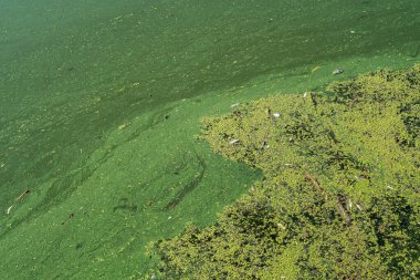 Nehirde yeşil suları ördek yosunuyla doldurmuş. Su yosunları yeşil görünmesini sağladı..