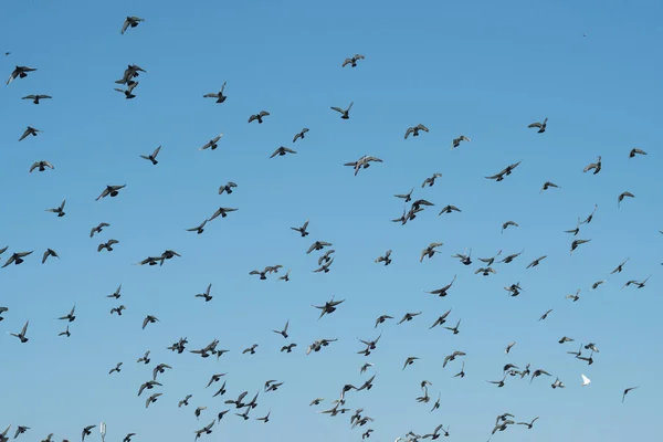 Wiele Gołębi Lata Tle Błękitnego Nieba — Zdjęcie stockowe
