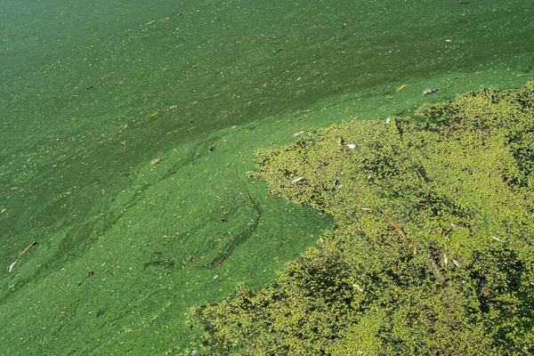 Nehirde yeşil suları ördek yosunuyla doldurmuş. Su yosunları yeşil görünmesini sağladı..