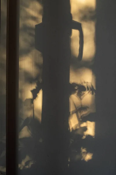 Schatten Der Zimmerpflanzen Auf Der Fensterbank Der Weißen Wand — Stockfoto